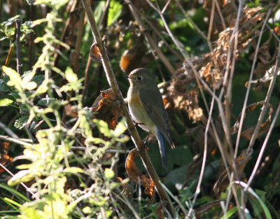 Northern Red-flanked Bluetail (Tarsiger cyanurus)
