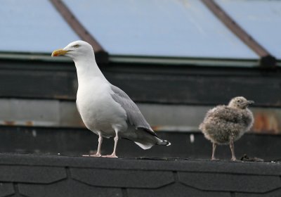 Herring Gull (Larus argentatus) - grtrut