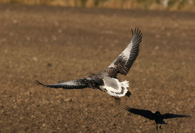 Greylag Goose (Anser anser) with Rook (Corvus frugilegus)