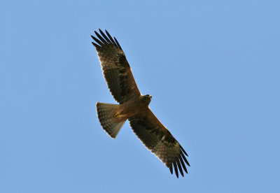 Booted Eagle (Hireaaetus pennatus)