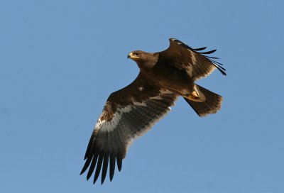 Steppe Eagle (Aquila nipalensis)