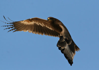 Steppe Eagle (Aquila nipalensis)