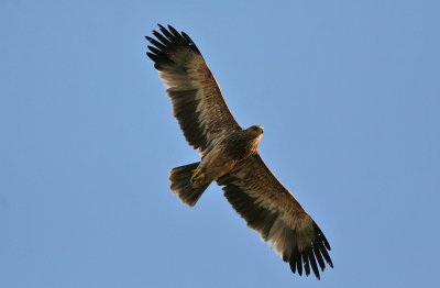 Asian Imperial Eagle (Aquila heliaca)