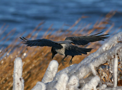 Hooded Crow (Corvus cornix) - Grkrka