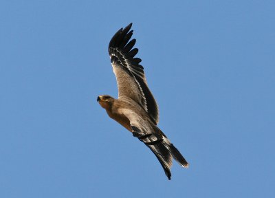 Steppe Eagle (Aquila nipalensis)