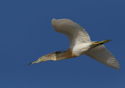 Squacco Heron (Ardeola ralloides)