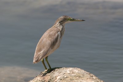 Squacco Heron (Ardeola ralloides)