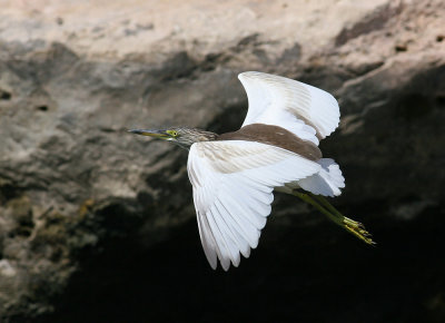 Indian Pond-Heron (Ardeola grayii)