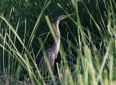 Purple Heron (Ardea purpurea)