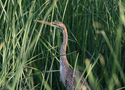 Purple Heron (Ardea purpurea)