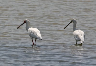 African Spoonbill (Platalea alba) and Eurasian Spoonbill (Platalea leucorodia)