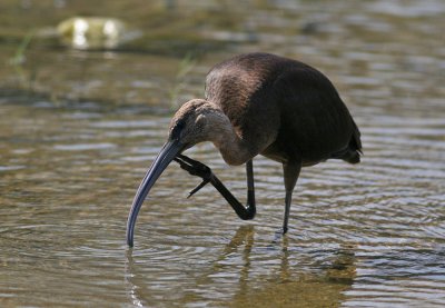 Glossy Ibis (Plegadis falcinellus)