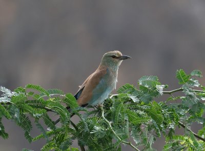 European Roller (Coracias garrulus)