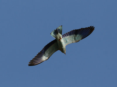 European Roller (Coracias garrulus)