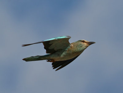 European Roller (Coracias garrulus)