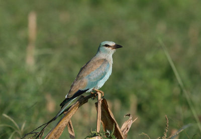 European Roller (Coracias garrulus)