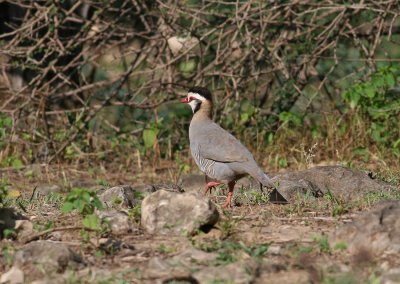 Arabian Partridge (Alectoris melanocephala)