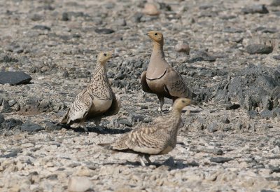 Chestnut-bellied Sandgrouse (Pterocles exustus)