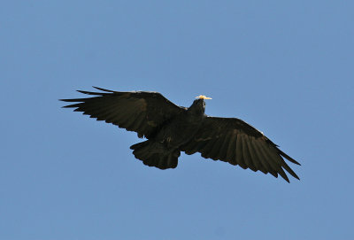 Fan-tailed Raven (Corvus rhipidurus)