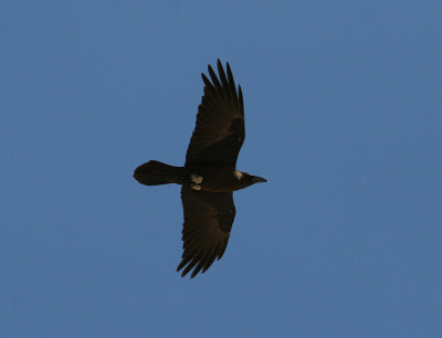 Brown-necked Raven (Corvus ruficollis)