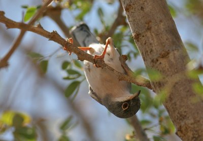 Menetries Warbler (Sylvia mystacea)