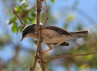 Menetries' Warbler (Sylvia mystacea)