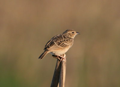 Singing Bush-Lark (Mirafra cantillans)