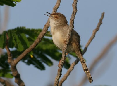 Graceful Prinia (Prinia gracilis)