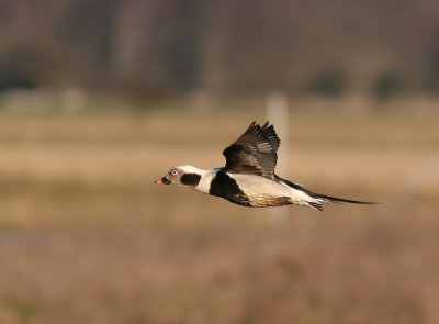 Long-tailed Duck (Clangula hyemalis)