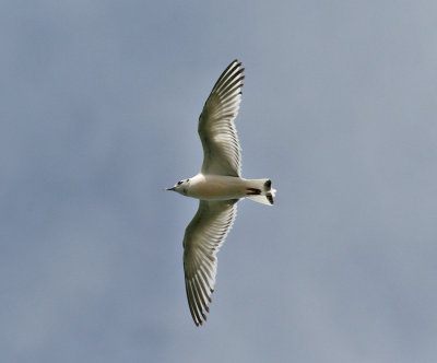 Little Gull (Hydrocoloeus minutus) - dvrgms