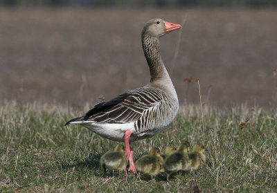 Greylag Goose (Anser anser) - grågås