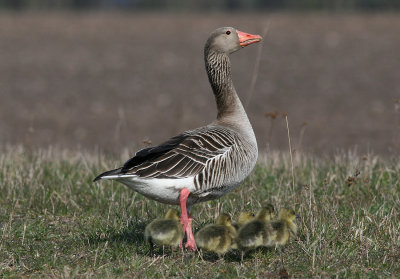 Greylag Goose (Anser anser) - grgs