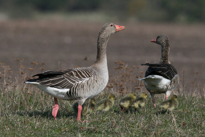 Greylag Goose (Anser anser) - grågås