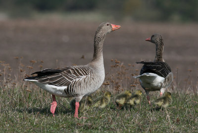 Greylag Goose (Anser anser) - grgs