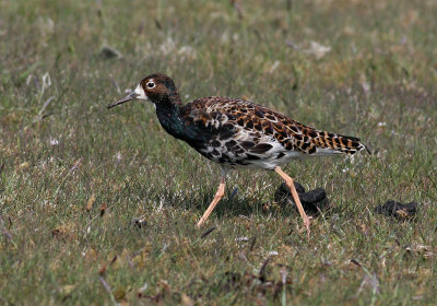 Ruff (Philomachus pugnax)