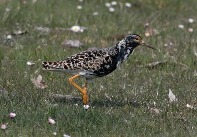 Ruff (Philomachus pugnax)