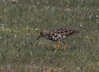 Ruff (Philomachus pugnax)