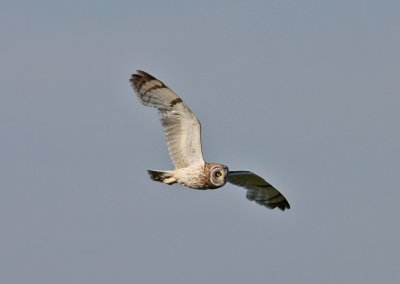 Short-eared Owl (Asio flammeus) - jorduggla