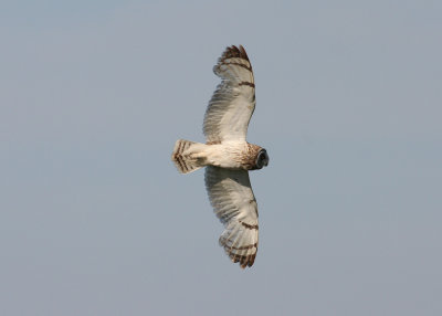 Short-eared Owl (Asio flammeus) - jorduggla