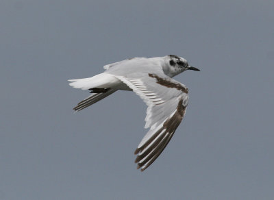 Little Gull (Hydrocoloeus minutus) - dvrgms