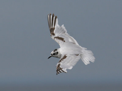 Little Gull (Hydrocoloeus minutus) - dvrgms