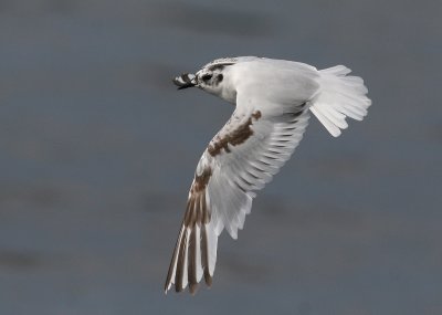 Little Gull (Hydrocoloeus minutus) - dvärgmås