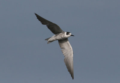 Black Tern (Chlidonias niger)- svarttrna