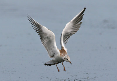 Black-headed Gull (Larus ridibundus) - skrattms