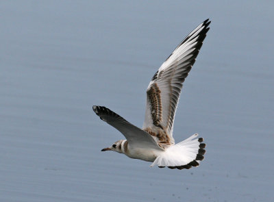 Black-headed Gull (Larus ridibundus) - skrattms