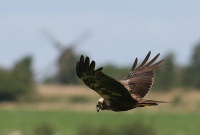 Eurasian Marsh Harrier (Circus aeruginosus)