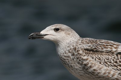 Great Black-backed Gull (Larus marinus) - havstrut