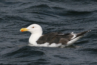 Great Black-backed Gull (Larus marinus) - havstrut