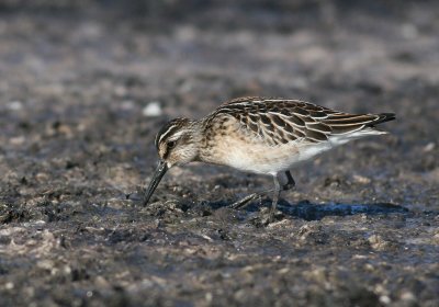 Broad-billed Sandpiper (Limicola falcinellus)