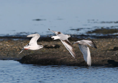 Little Gull (Hydrocoloeus minutus) - dvärgmås